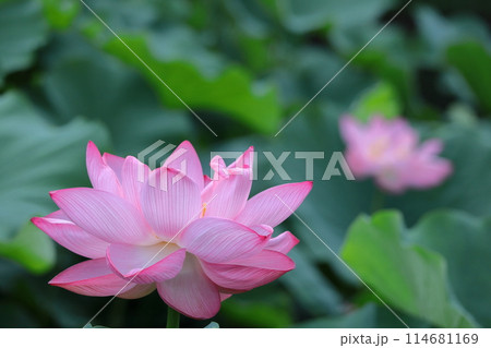 神聖な花 114681169