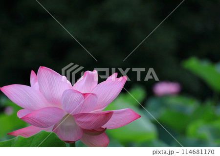 神聖な花 114681170