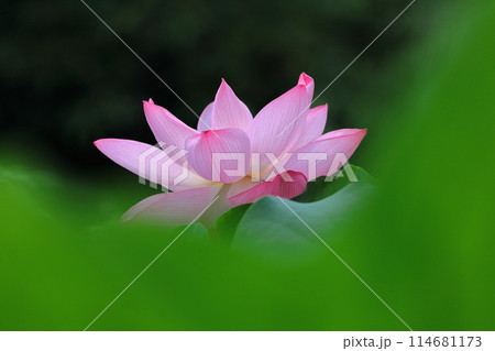 神聖な花 114681173