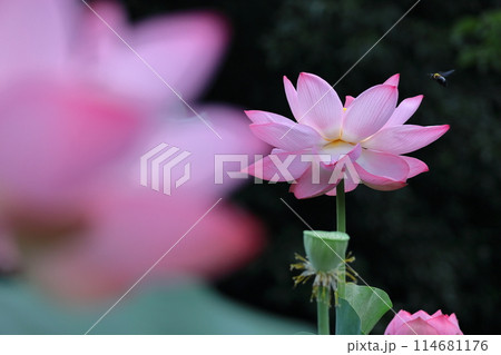 神聖な花 114681176