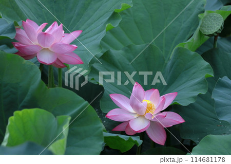 神聖な花 114681178