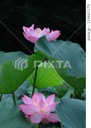 神聖な花 114681179