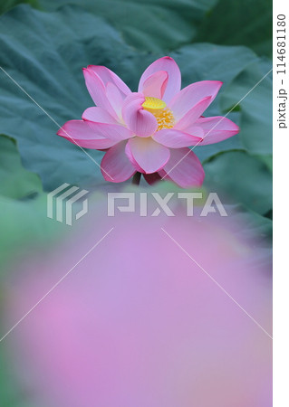 神聖な花 114681180