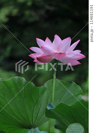 神聖な花 神聖な花 114681191