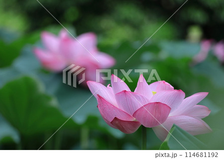 神聖な花 神聖な花 114681192