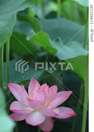 神聖な花 114681195