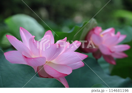 神聖な花 114681196