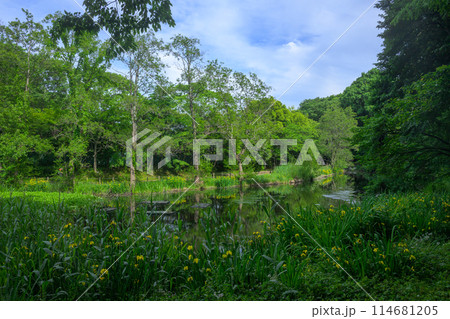 市川市 大町自然観察園(新緑) 市川市 大町自然観察園(新緑) 114681205