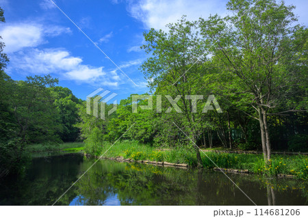 市川市　大町自然観察園（新緑） 114681206