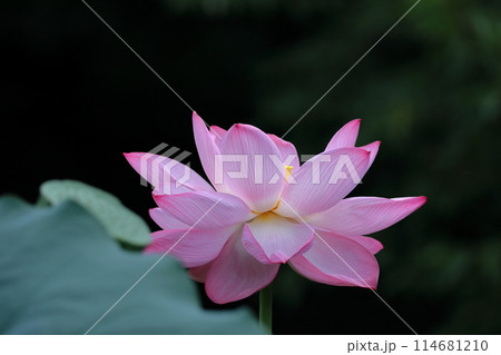 神聖な花 114681210