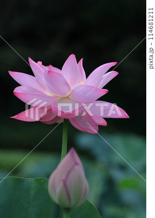 神聖な花 114681211