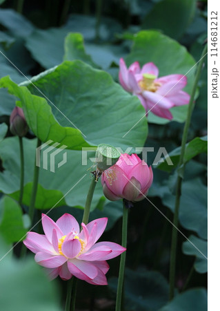 神聖な花 114681212