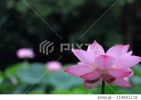 神聖な花 114681216