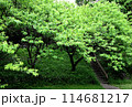 緑 114681217