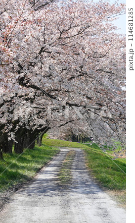 桜のトンネル(埼玉県本庄市のこだま千本桜・縦構図) 3232 桜のトンネル(埼玉県本庄市のこだま千本桜・縦構図) 3232 114681285