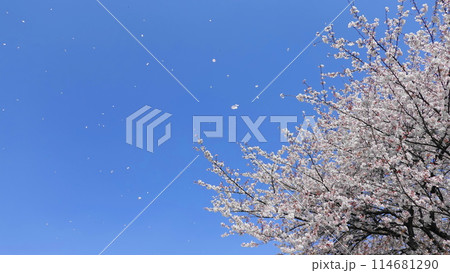 枝ぶりのいい桜の木と青空に舞う桜吹雪 3278 枝ぶりのいい桜の木と青空に舞う桜吹雪 3278 114681290