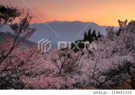 長野県伊那市美篶 高台にあるみすず公園の満開のタカトオコヒガン桜と夕焼け空と中央アルプスのシルエット 長野県伊那市美篶 高台にあるみすず公園の満開のタカトオコヒガン桜と夕焼け空と中央アルプスのシルエット 114681324