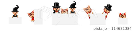 Dracula, devil and witch as cute pet dog. Halloween and Dead day Dracula, devil and witch as cute pet dog. Halloween and Dead day 114681384