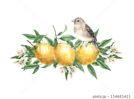 Branch of yellow lemons with green leaves, flowers and brown realistic bird. Isolated watercolor illustration in vintage style. Composition for interior, cards, wedding design, invitations, textiles Branch of yellow lemons with green leaves, flowers and brown realistic bird. Isolated watercolor illustration in vintage style. Composition for interior, cards, wedding design, invitations, textiles 114681421