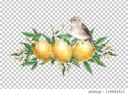 Branch of yellow lemons with green leaves, flowers and brown realistic bird. Isolated watercolor illustration in vintage style. Composition for interior, cards, wedding design, invitations, textiles Branch of yellow lemons with green leaves, flowers and brown realistic bird. Isolated watercolor illustration in vintage style. Composition for interior, cards, wedding design, invitations, textiles 114681421