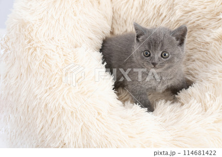 ベッドに入ったスコティッシュフォールドの仔猫 114681422