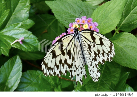 オオゴマダラ 114681464