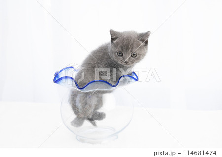 金魚鉢に入ったスコティッシュフォールドの仔猫 金魚鉢に入ったスコティッシュフォールドの仔猫 114681474