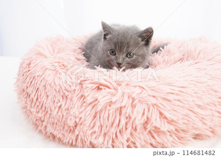 ベッドに入ったスコティッシュフォールドの仔猫 114681482