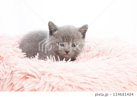 ベッドに入ったスコティッシュフォールドの仔猫 114681484