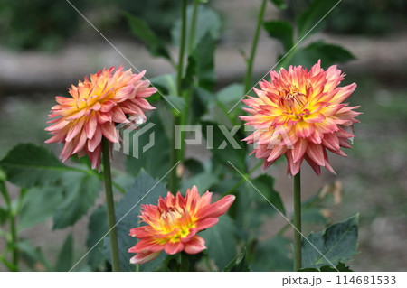 色鮮やかな大輪 色鮮やかな大輪 114681533