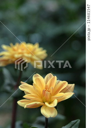 色鮮やかな大輪 114681547