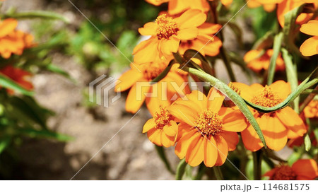 満開のオレンジ色のジニア 満開のオレンジ色のジニア 114681575