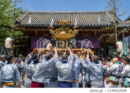 浅草　三社祭　お神輿の渡御　町内神輿連合渡御(ちょうないみこしれんごうとぎょ) 　浅草神社拝殿前にて 114681606