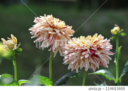 色鮮やかな大輪 114681609