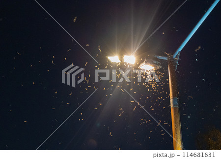 Midges Fly into Light, Clouds of Insects Swirl Around Lantern at Night, Summer Insects, Trap Concept 114681631