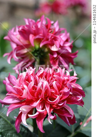 色鮮やかな大輪 114681632