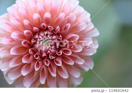 色鮮やかな大輪 114681642