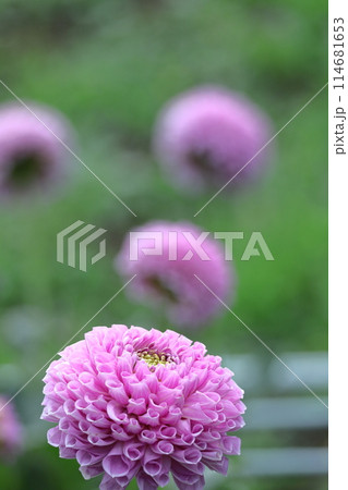 色鮮やかな大輪 114681653