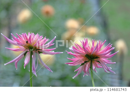 色鮮やかな大輪 114681743