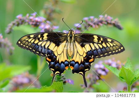 Beautiful black, yellow and orange butterfly rests among the foliage of a garden 114681773