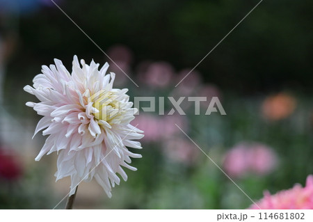 色鮮やかな大輪 114681802