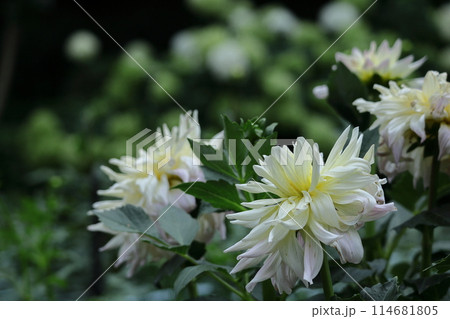 色鮮やかな大輪 色鮮やかな大輪 114681805