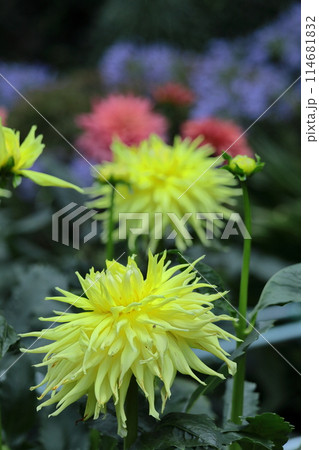 色鮮やかな大輪 114681832