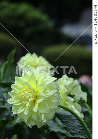 色鮮やかな大輪 色鮮やかな大輪 114681844