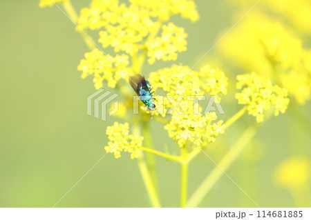 オオセイボウ 114681885