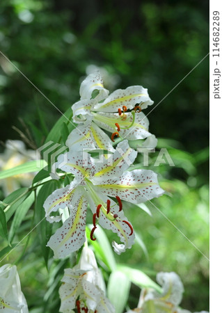 ユリの王様 114682289