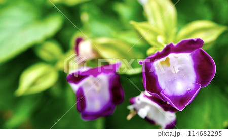 満開のピンク色のトレニア 114682295