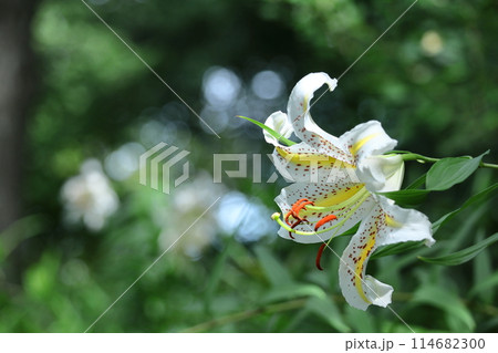 ユリの王様 114682300