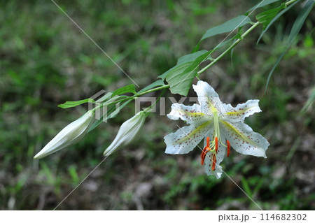 ユリの王様 114682302