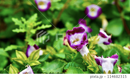 満開のピンク色のトレニア 満開のピンク色のトレニア 114682315